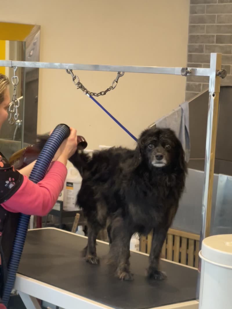 Inside the salon: a groomer drying a black dog on the grooming table