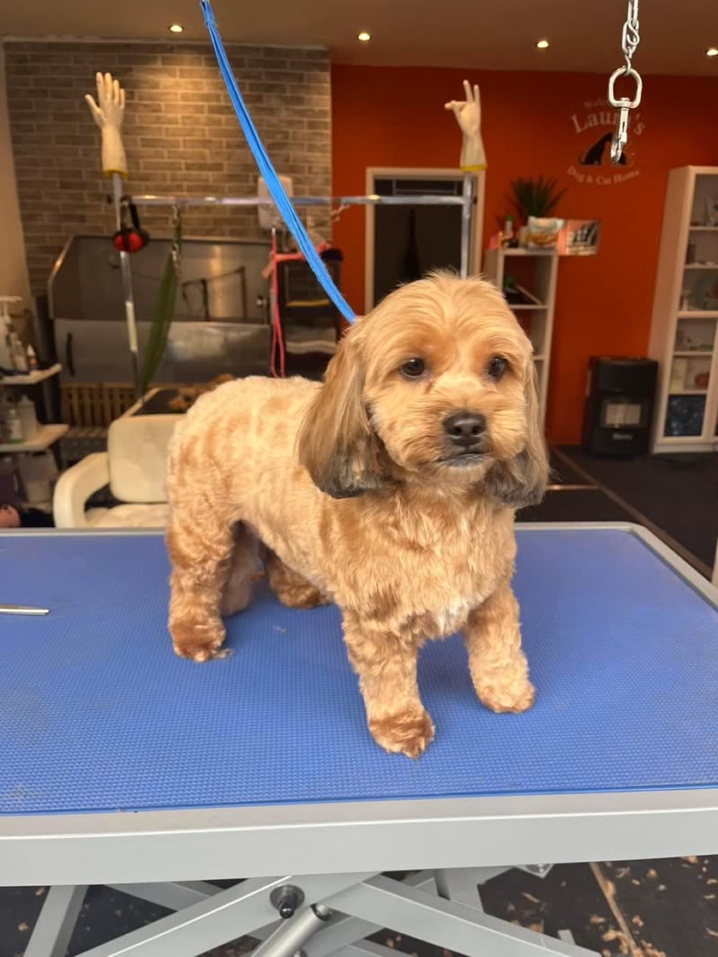 An apricot cockapoo on the blue grooming table in the orange-walled grooming room