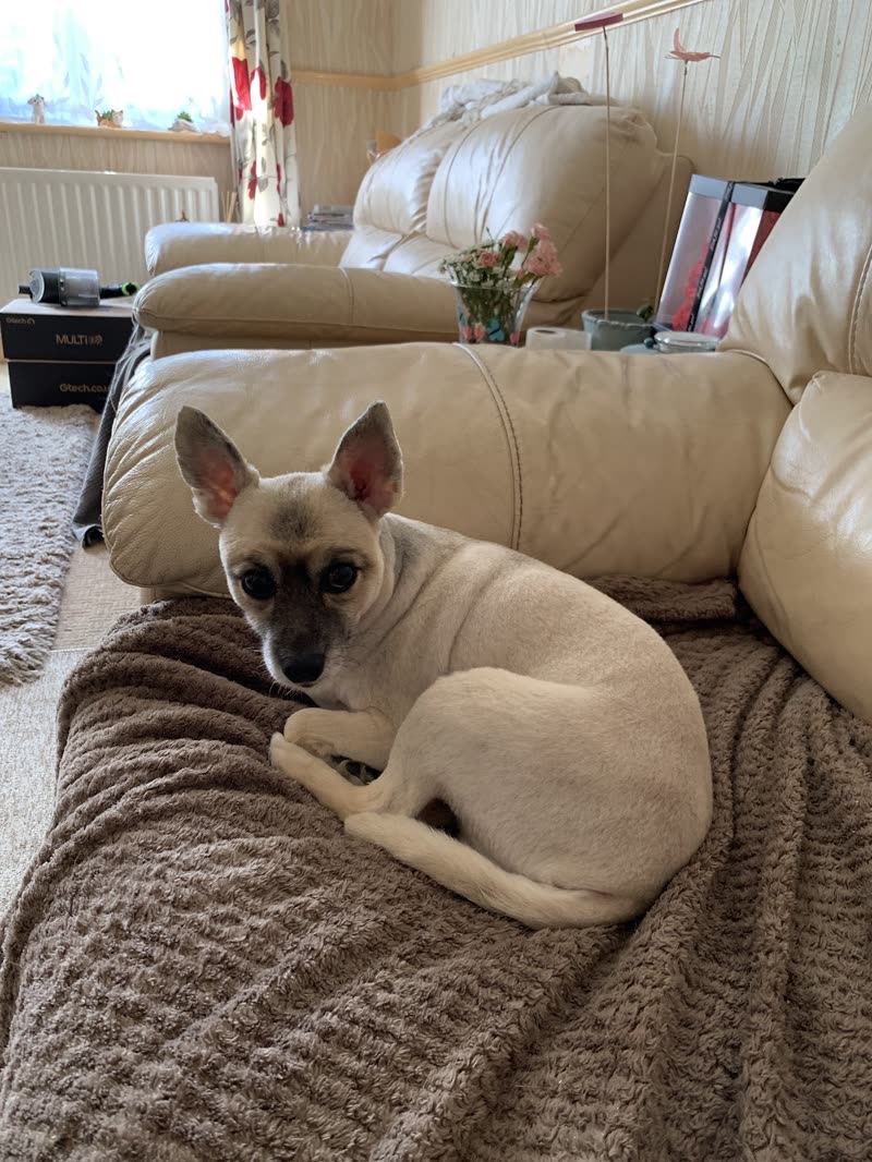 A small tan chihuahua curled up on a blanket at home