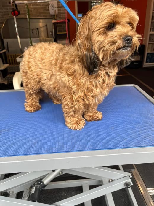A freshly clipped apricot cockapoo standing in profile on the blue grooming table