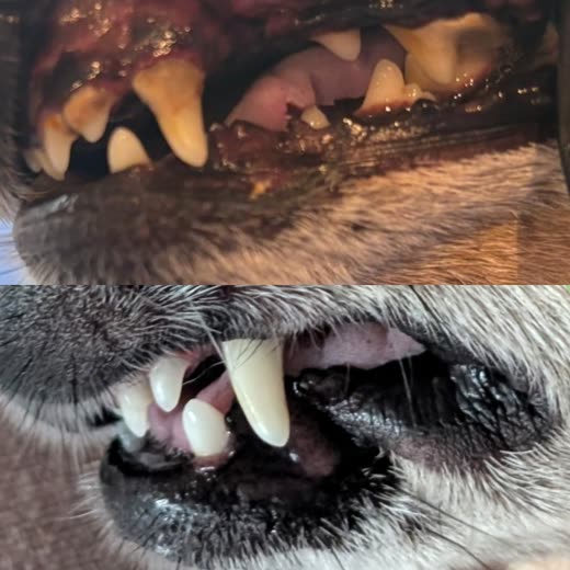 Close-up of a dog's teeth before and after cleaning