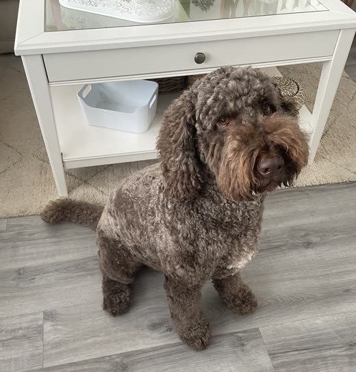 A chocolate curly-coated cockapoo sitting beside a hall table after grooming