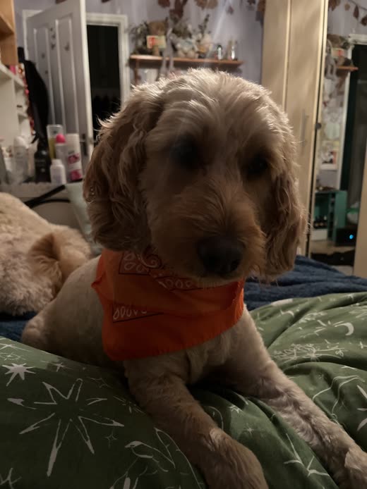 A blonde cockapoo wearing an orange bandana after its groom